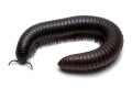 Spiropoeus fischeri subadult
